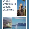 Whale Watching in Loreto, California