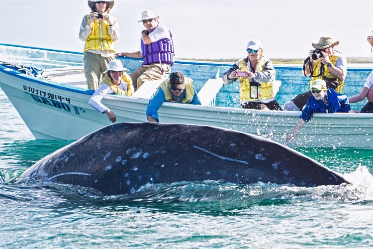 Whale enthusiasts finding their bliss in Loreto with a friendly gray whale. Photo by Mark Rush.