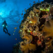 Diving in the Red Sea. Photo by Unsplash+/Getty Images