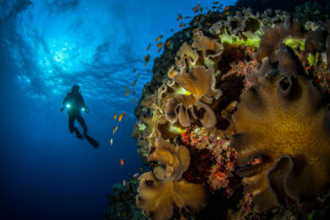Diving in the Red Sea. Photo by Unsplash+/Getty Images
