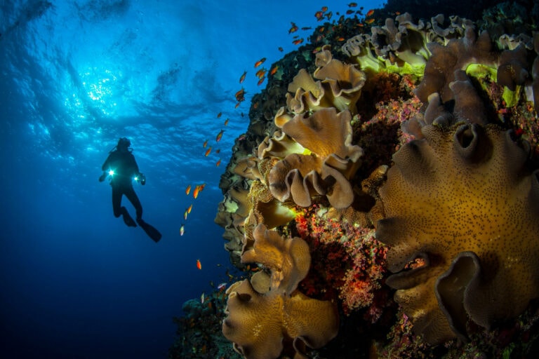 Diving in the Red Sea. Photo by Unsplash+/Getty Images