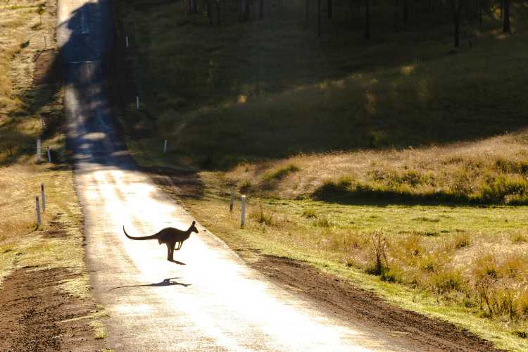 Kangaroo on Road, Australia. Photo by Sabel Blanco, Pexels