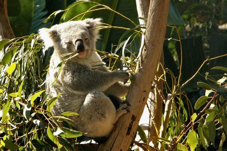 Koala at the Taronga Zoo. Photo by Ayan Adak