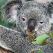 Koala in Australia, Pinterest. Photo by David Clode, Unsplash