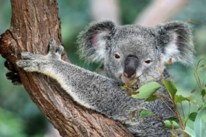 How to Speak Australian