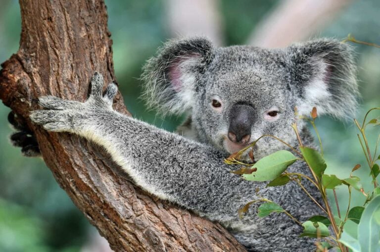 Koala in Australia. Photo by David Clode, Unsplash