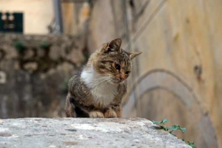 Cat on stone steps