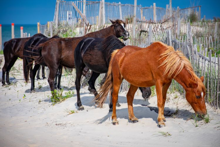 Outer Banks Wild horses