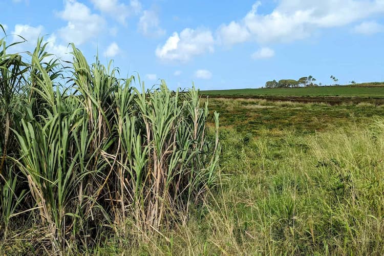Sugar cane, the source of Barbados' early colonial wealth, is still planted along parts of the east coast of the island. Some of it is used by the local rum distilleries. Photo by Craig Stoltz