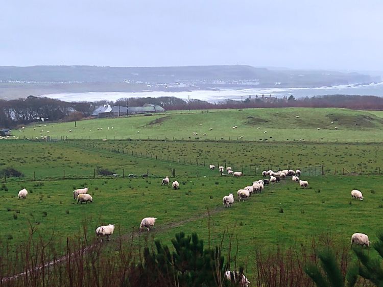 The sheep leave the fields near Giant's Causeway to return home for the evening as we prepare to do the same. Photo by Eric D. Goodman
