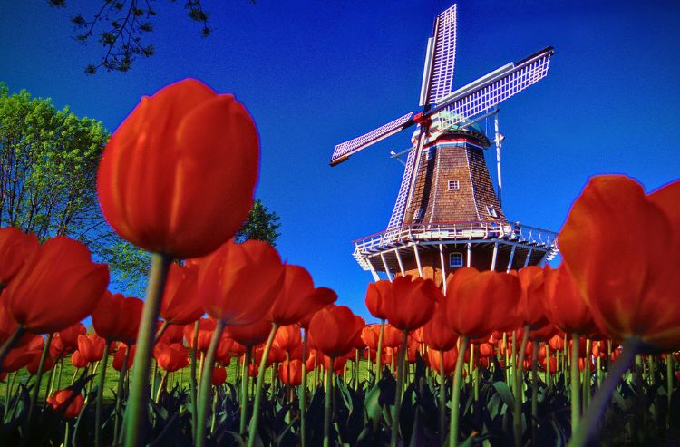 De Zwaan Windmill , Holland, MI. Photo by Vito Palmisano
