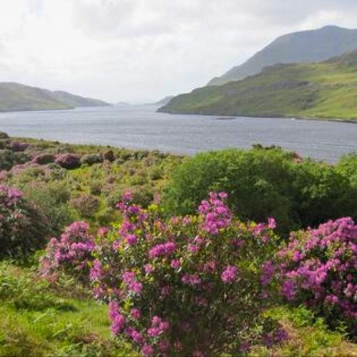 Seapink Armeria maritima accent Ireland's west coast. Photo by Dorothy Maillet.