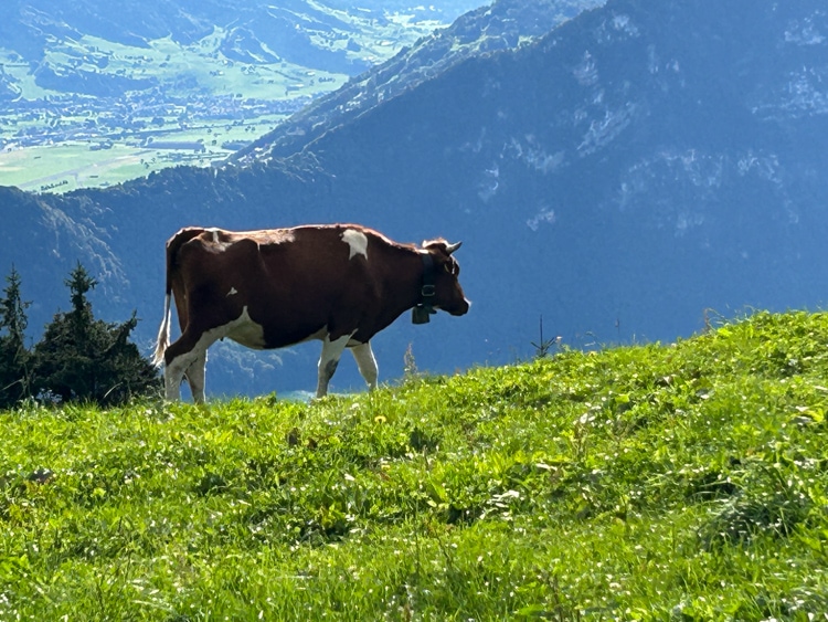 Cow on the hillside above Rigi