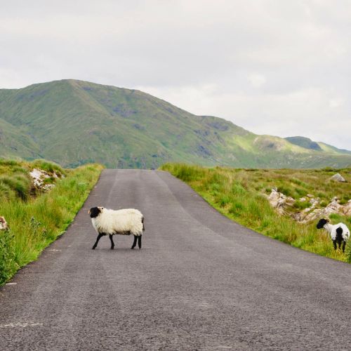 The Blackface Mountain sheep of Connemara are said to have descended from the wild horned Argali sheep of Central Asia in ancient times. Photo by Shutterstock