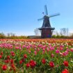 Tulip Time in Holland Michigan