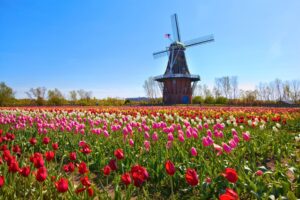 Tulip Time in Holland Michigan