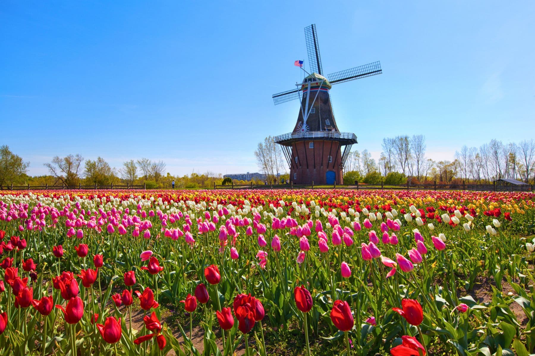 Una guía para el clima de los tulipanes en Holland, Michigan