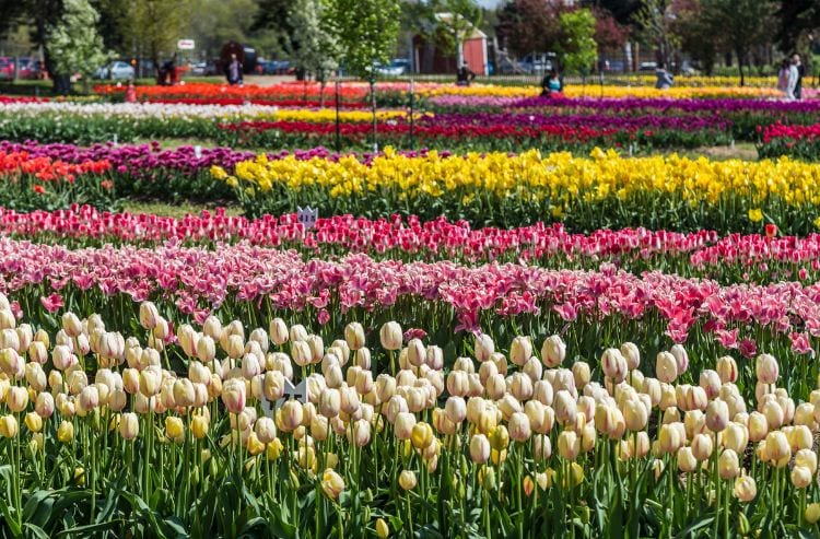 Tulips garden at Veldheer Tulip Gardens in Holland, Michigan. Photo by Shriram Patki