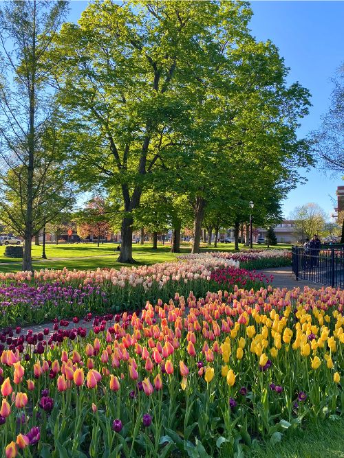 Tulips in Holland, MI. Photo by Isabella Miller