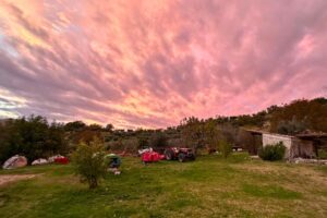 Behind the Scenes of Workaway: Lessons Learned Volunteering on an Italian Farm