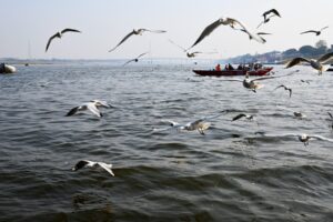 Birds on the Ganges, Varanasi, India. Photo by Sam Sarkar