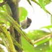 Olivaceous Piculet Woodpecker at Dona Dora birding. Photo by Sylvia Guarino