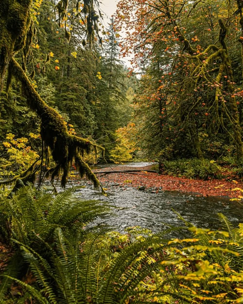 Olympic Peninsula Rain Forest