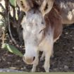 Donkey Sanctuary in Aruba