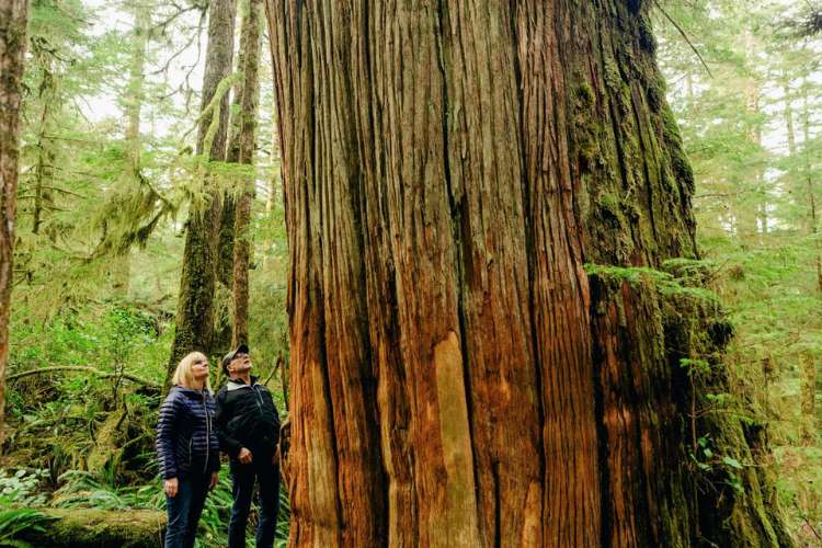 A couple looks up a a massive tree in the rainforest in Tofino, B.C.