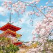 Kansai Japan Cherry Blossoms in Kyoto. Photo by Sanga Park via Canva