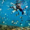 Underwater Barbados. Photo courtesy of Visit Barbados