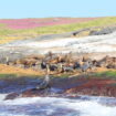 Montagu Island Seals