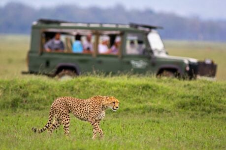 From game drives to gorilla trekking, Africa offers safari experiences that will change your perspective forever. Photo by Canva