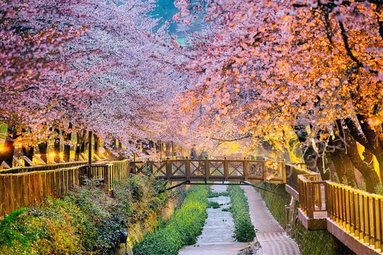 Busan in bloom.