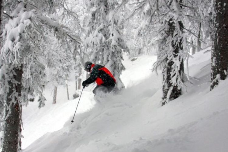 Powder in the glades