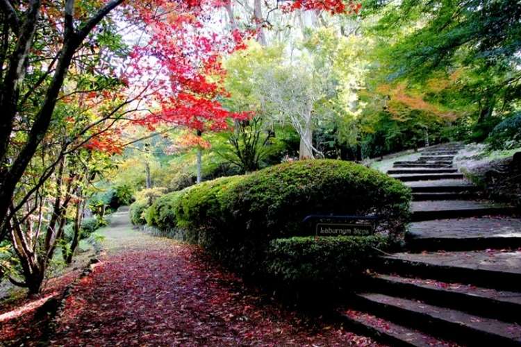 Breenhold Gardens, Mt Wilson