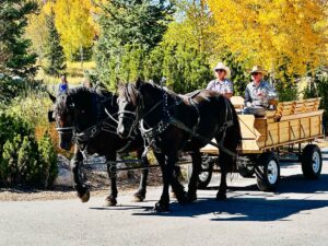 Two horses pull a wagon at Devils Thumb Ranch, Grand County, Colorado