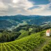 Vineyards in Southern Styria, Austria