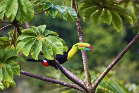 A keel-billed toucan shows off its rainbow bill while perched in Costa Rica's lush rainforest. Photo by Zdeněk Mach&aacute;ček for Unsplash