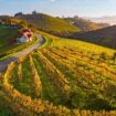 Vineyards in Southern Styria, Austria, Pinterest. Photo courtesy of Austrian Wine / WSNA