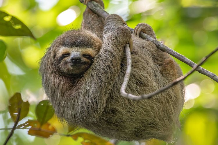 Adorable sloth hanging out in Costa Rica