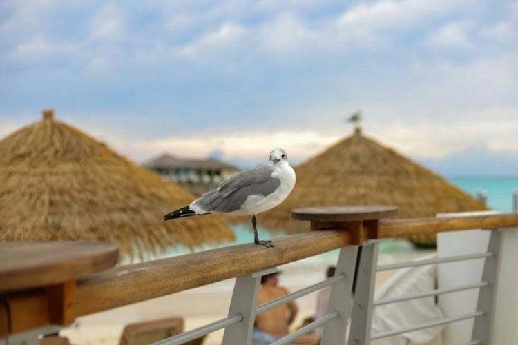 Bird in the Bahamas