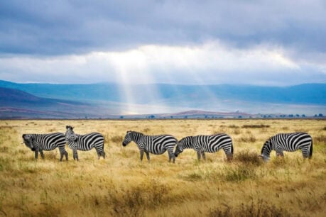 Ngorongoro Crater in Tanzania. Photo by Hendrik Cornelissen, Unsplash