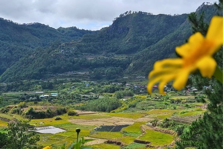A view across a valley with mountains in the background and flowers in the foreground