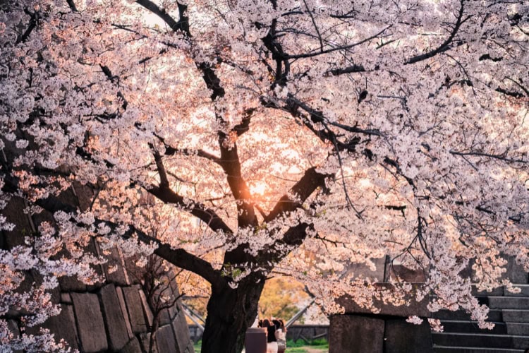 Blooming cherry blossom tree