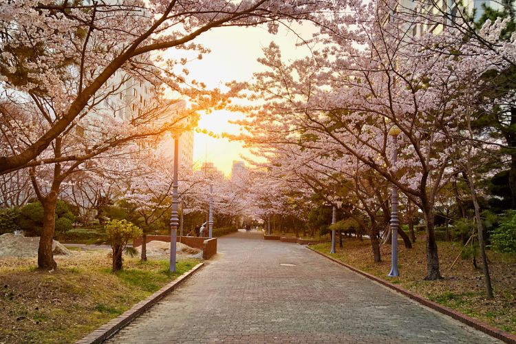 Yeouido Spring Flower Festival