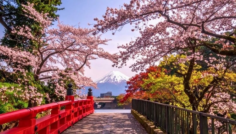 Cherry blossoms with a view of Mt. Fuji. Photo by TrueCreatives via Canva