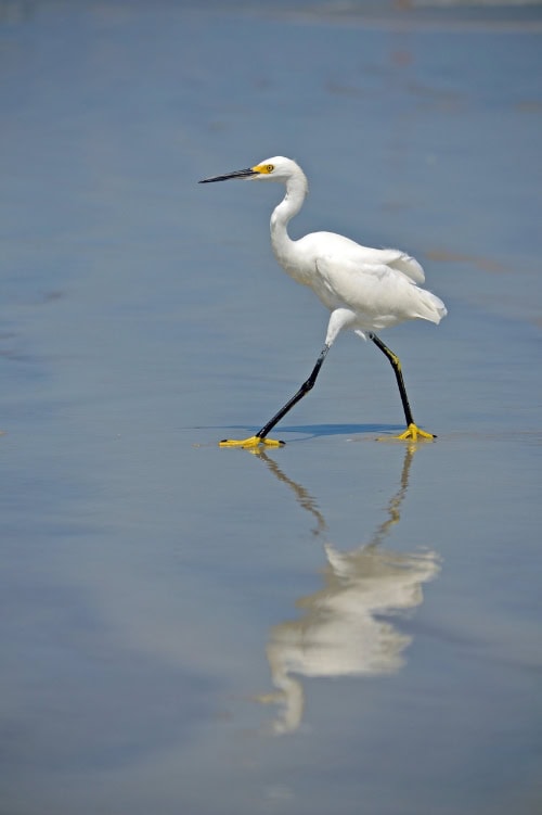 snowy egret walking on beach