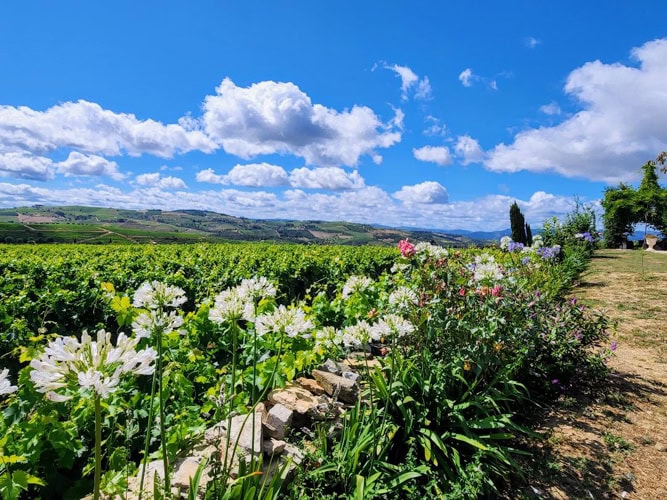 The Douro Valley of northern Portugal is the home of Port wine