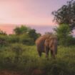 Elephant in Udawalawe National Park